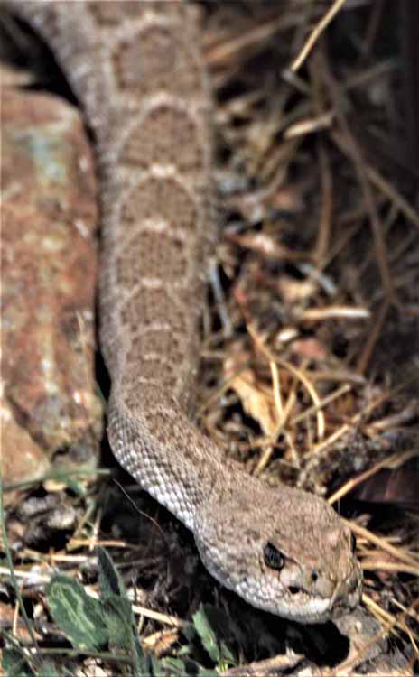 snake